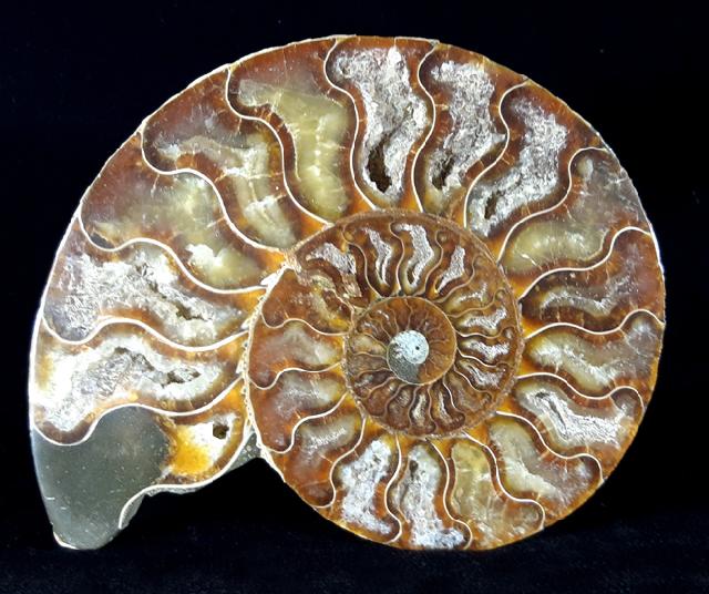 Cleoniceras (Grycia) besairiei COLLIGNON 1949 - Bild © FossNet FossilienStore